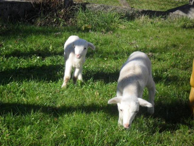 Gite A La Ferme Montesquieu-Avantes Luaran gambar